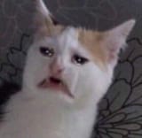 caterCry
