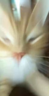 leapcat