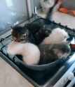 cat-kitten_thumb.jpg