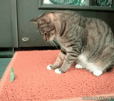 mantisvscat