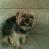 faggot dog