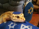 Shalomander