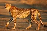 cheeto
