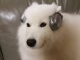 dog listening