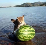 meloncat