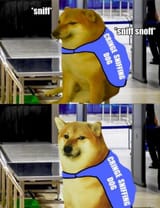 cringe sniffing dog