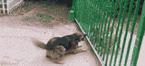 doggos fence