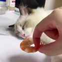 cat_thumb.jpg