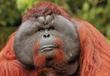 DOMINANT+MALE+ORANGUTANS-4237276703