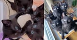 black-kittens-rescue-media