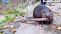 Beaver stuck_thumb.jpg