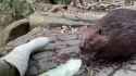 Beaver bbage_thumb.jpg