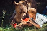 bear watermelon