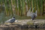 04-bird-award-winner_damyan-petk