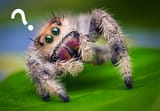 spider-question