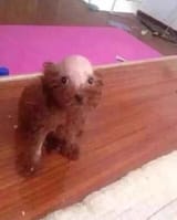 head like a boiled egg