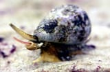 cone snail