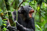 shouting-angry-chimpanzee