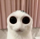 1741235599188800