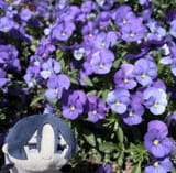 Raikou[NL](1465)