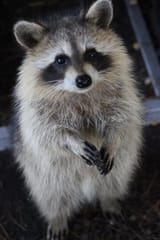 raccoonbean