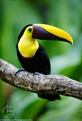 AnCap bird