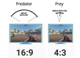 who looks at parts of the screen with just one eye