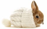 sock bunny
