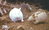 The_Rabbit_of_Caerbannog 1