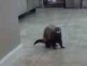 ferret-running-away_thumb.jpg