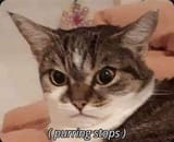 purring stops