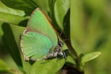Green_hairstreak_(Callophrys_rubi)_3