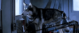 dog thing