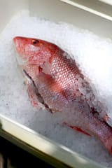 Fish-stored-in-ice