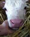 Touchthecowdoitnow_thumb.jpg