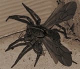 Winged_Spider