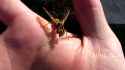 FellowWasps_thumb.jpg