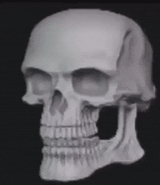 skull