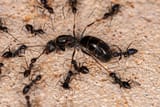 3-Things-To-Know-About-Queen-Ants
