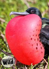 Frigate Bird