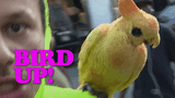Bird up