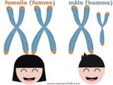 xx xy chromosome