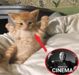 cat cinema