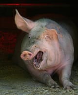retarded-pig