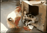 lol rape
