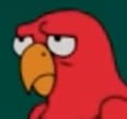 Sea Cpatains Parrot