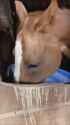 horse alert_thumb.jpg