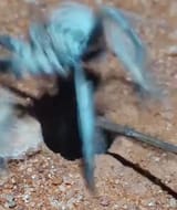 hhayai