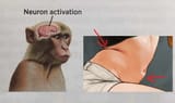 neuron_activation