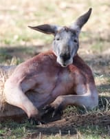 CATERS_BUFF_KANGAROO_002_3485376